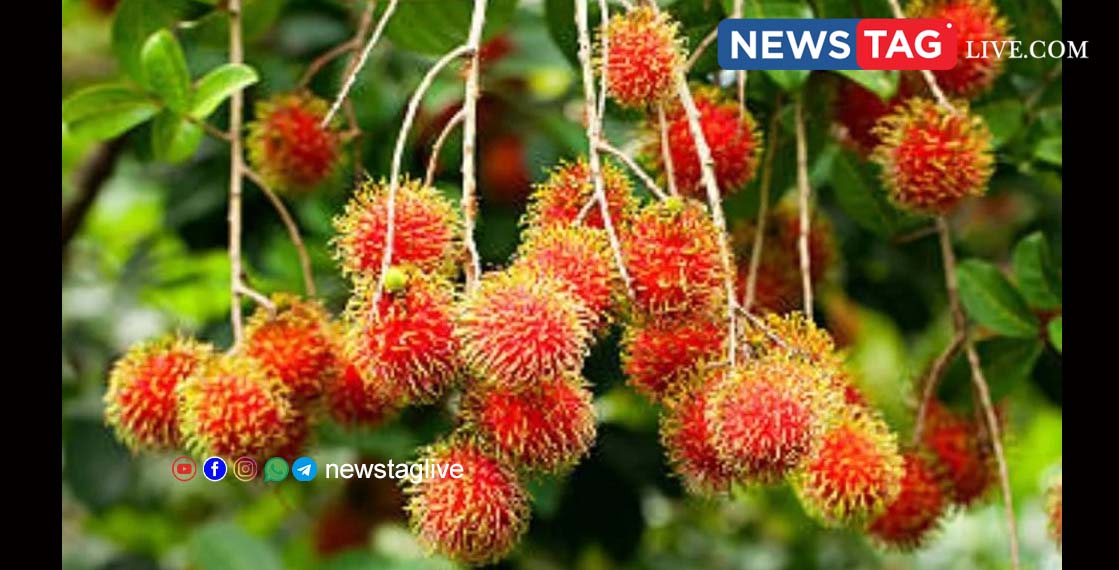 rambutan