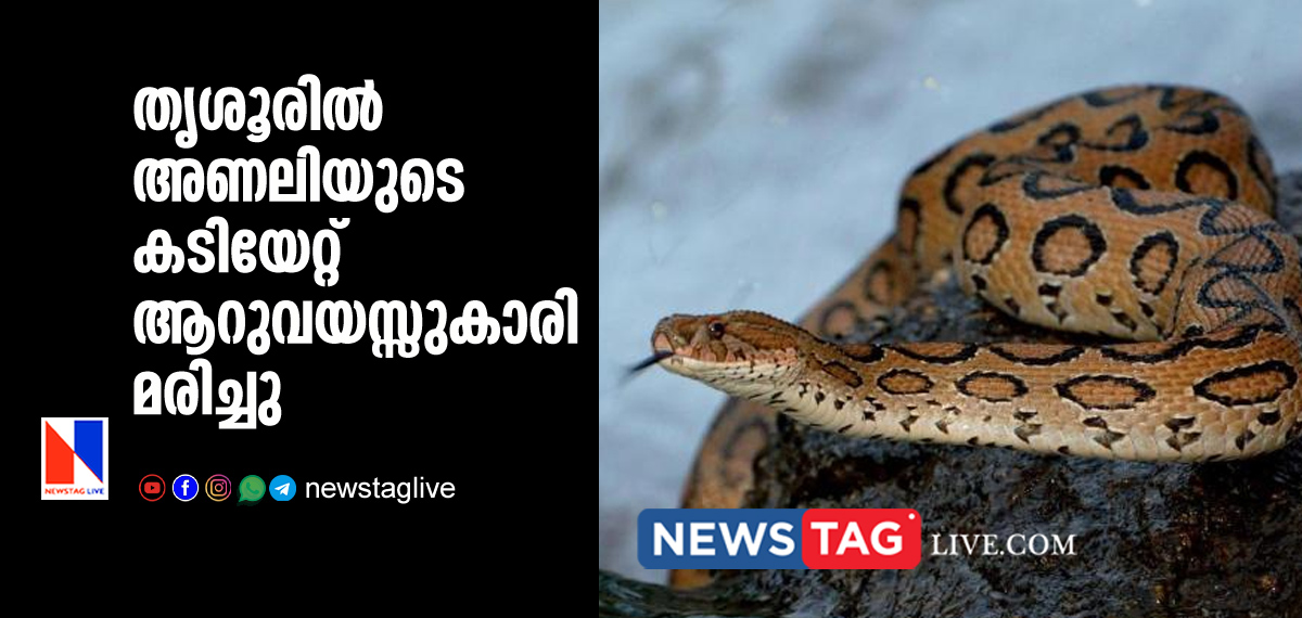 6 year old girl dies of Russles viper bite in Thrissur