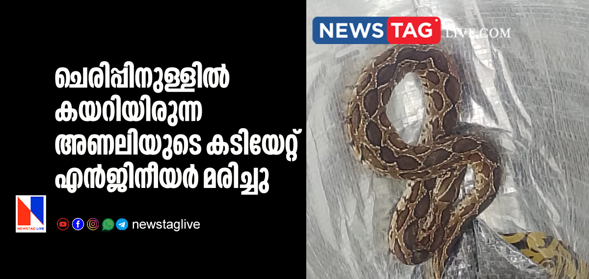 Techie Dies After Being Bitten By Snake Hiding In His Footwear
