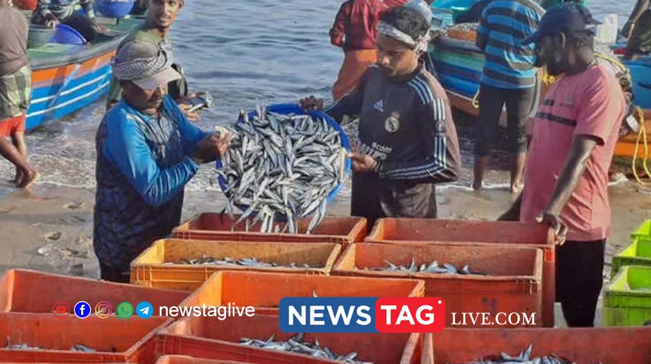 large sardine