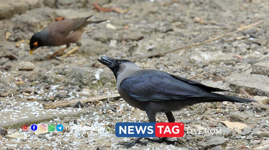 myna and crow