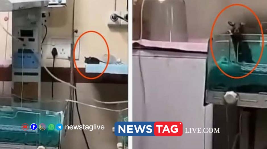 rats in icu
