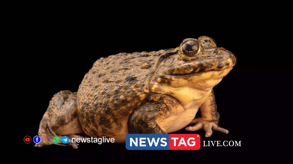 frog
