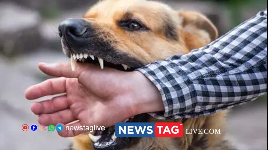 dog attack