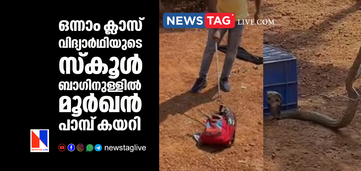 Cobra found from class one students school bag