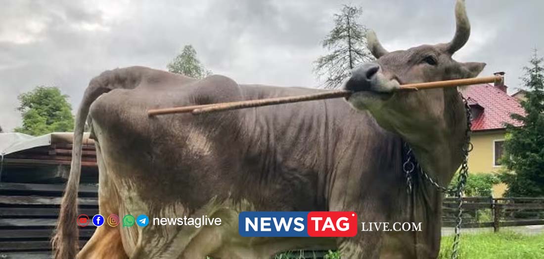 Veronica Cow with tools to scratch