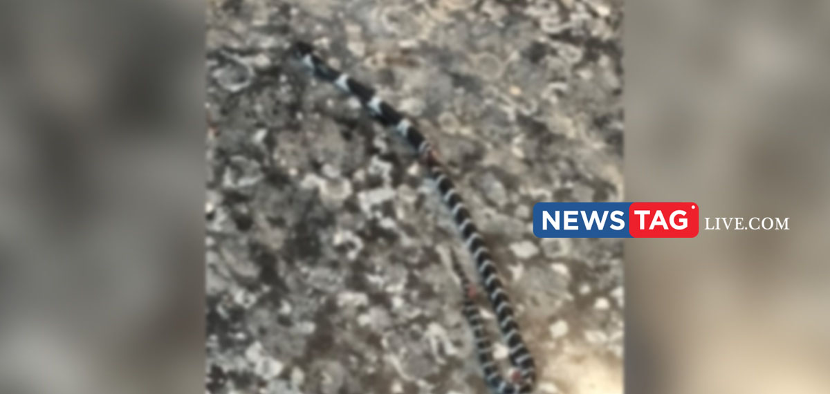 Another common crait snake found from deceased boy s house in Thrissur