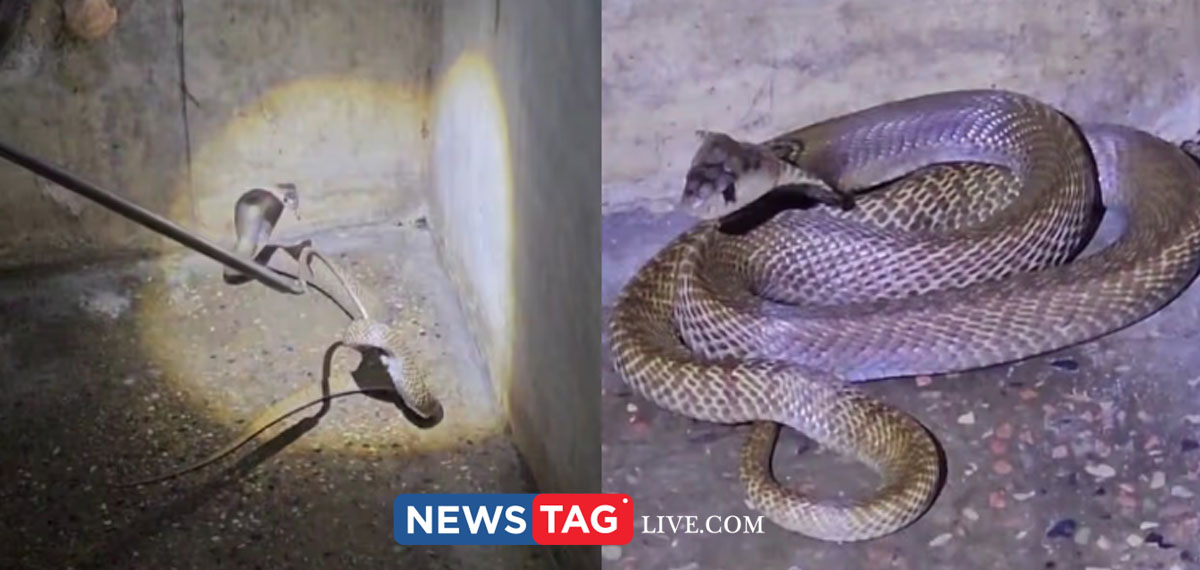 Cobra snake found from bedroom