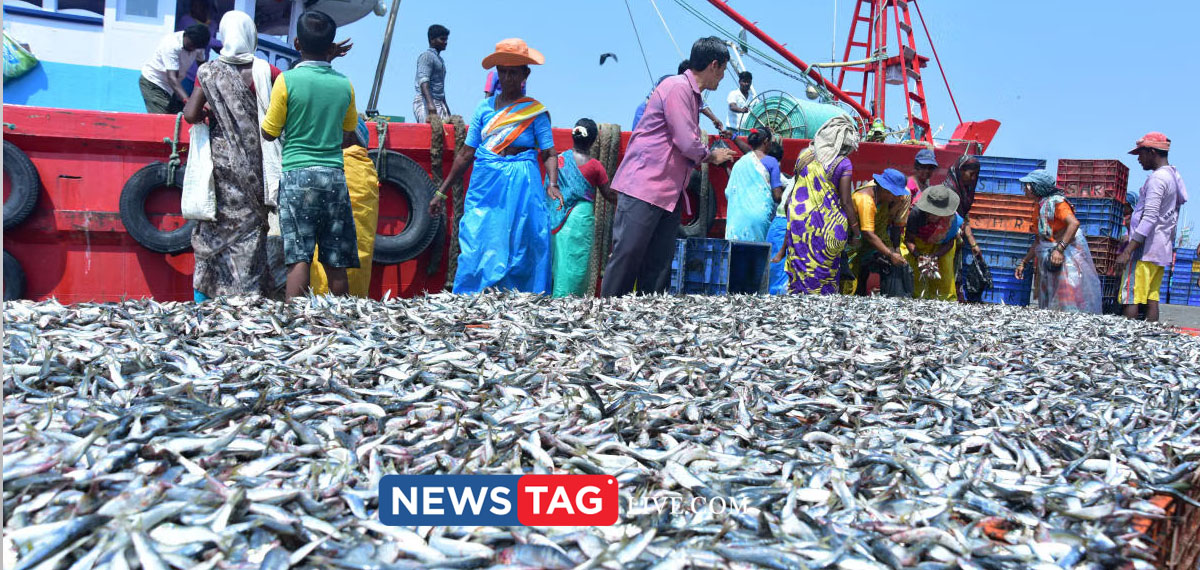 Sardine availability in Kerala increased by 13 percentage