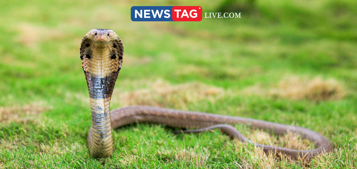 call 108 for seeking help for snake bite