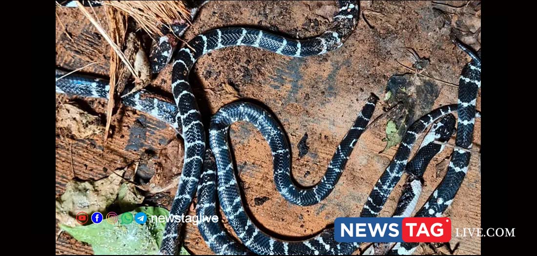 snake in kozhikkode house