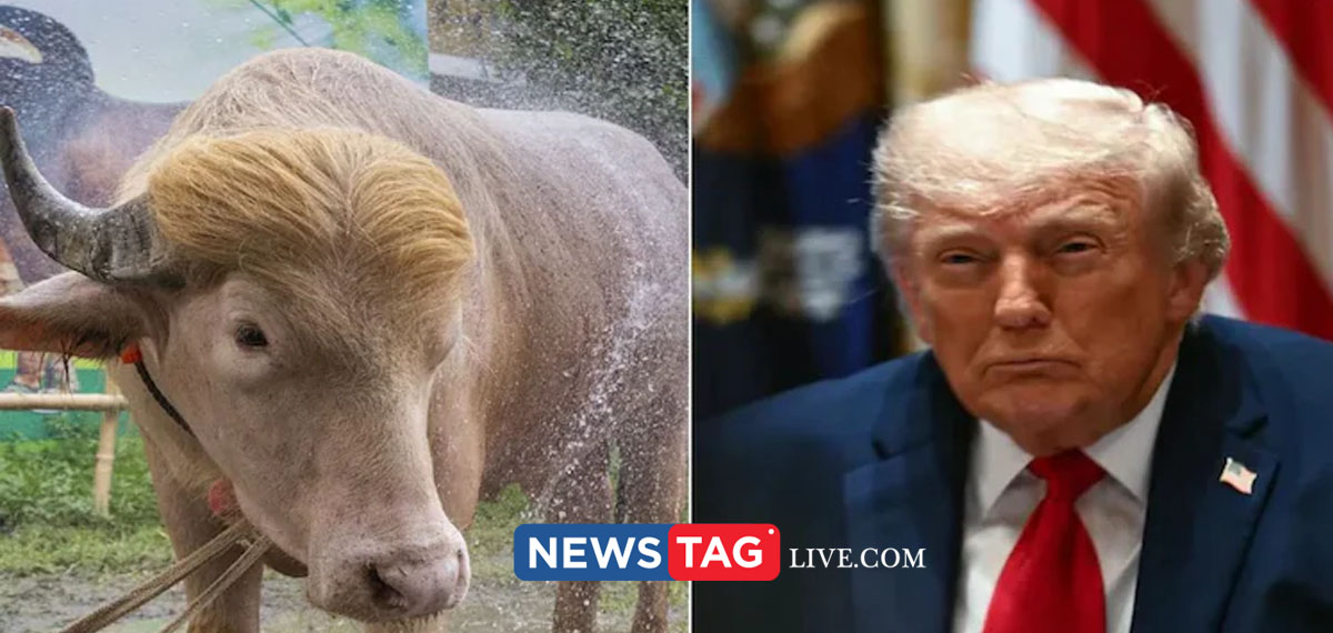 Donald Trump Buffalo Spared From Eid Sacrifice and Moved To national Zoo