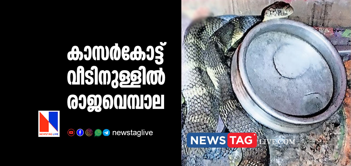 King Cobra caught from inside house