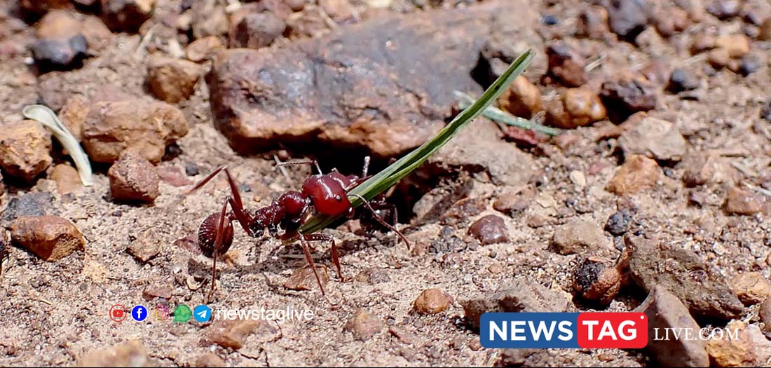african ant