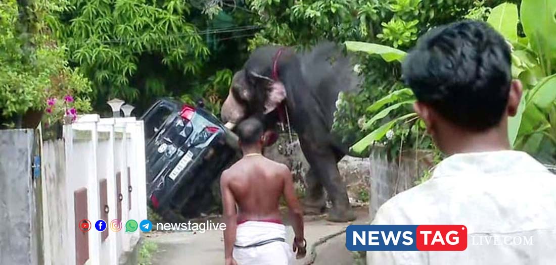 elephant panic attack