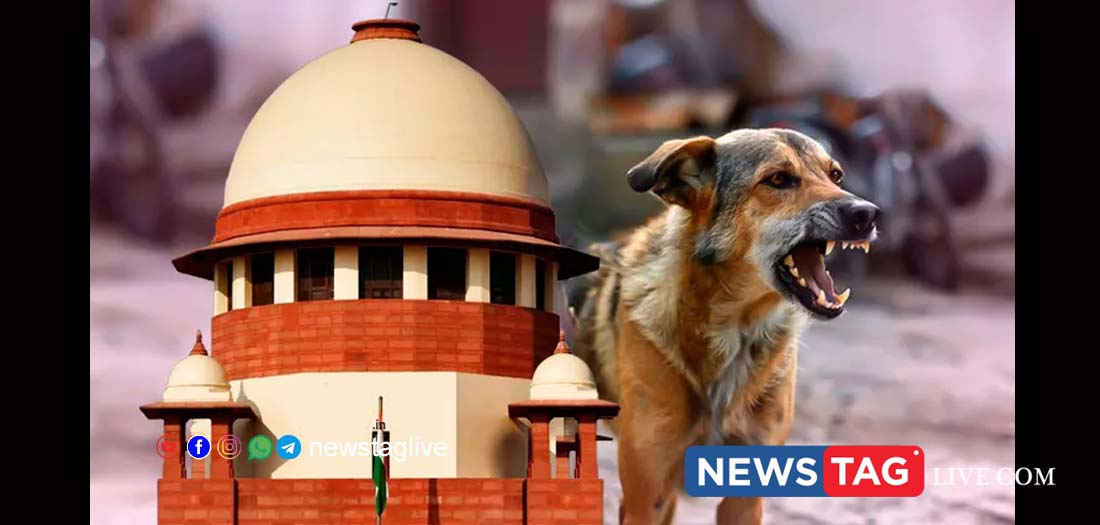 supreme court stray dogs order