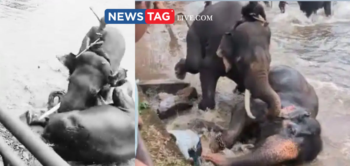 woman tourist dies after elephant fallen on her