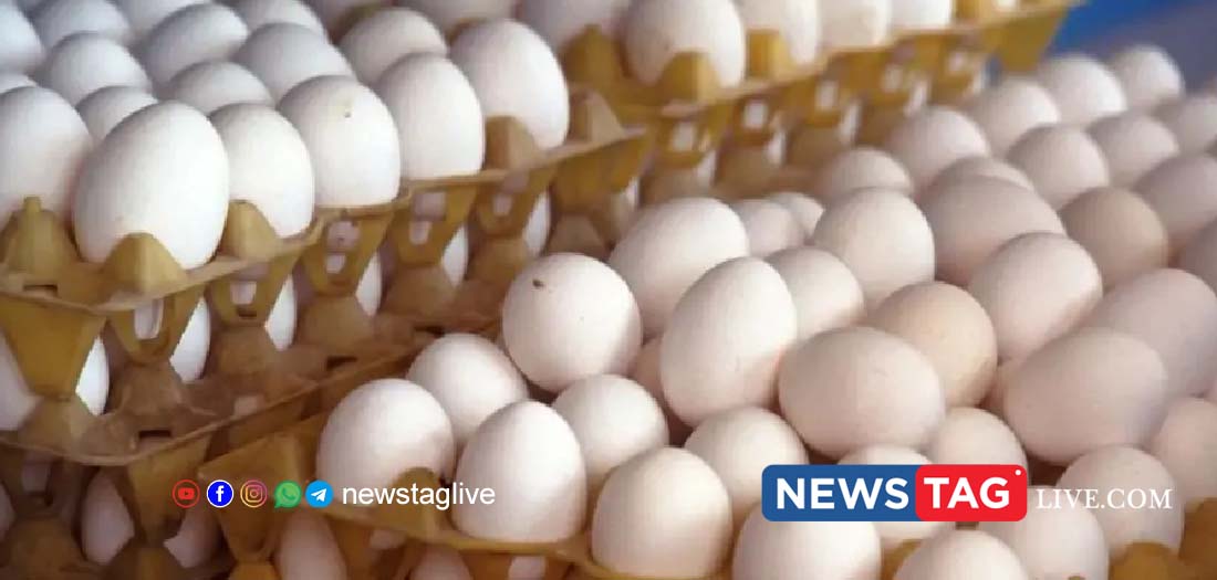 kerala egg price