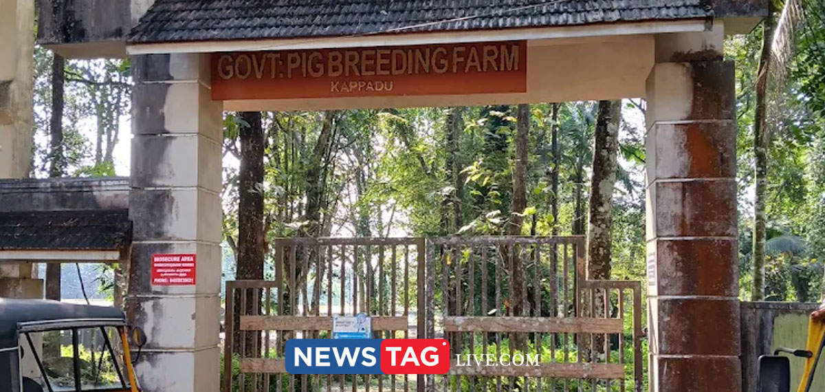swine flu confirmed in Govt Pig breeding farm at Kappadu