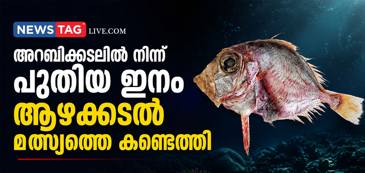 new species deep sea fish found from Arabic Sea