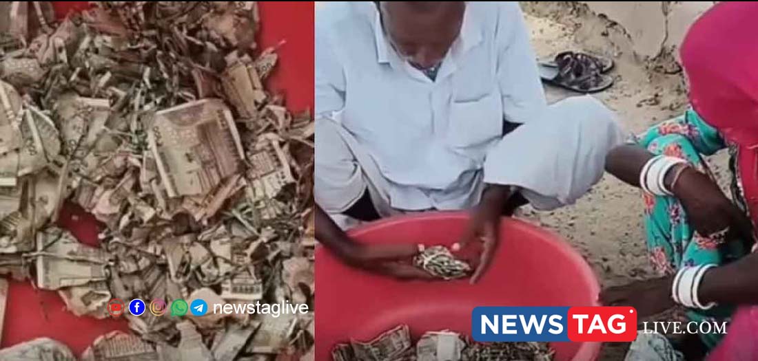A farmer from Rajasthan faced a devastating loss of five lakh rupees as termites feasted on his buried cash