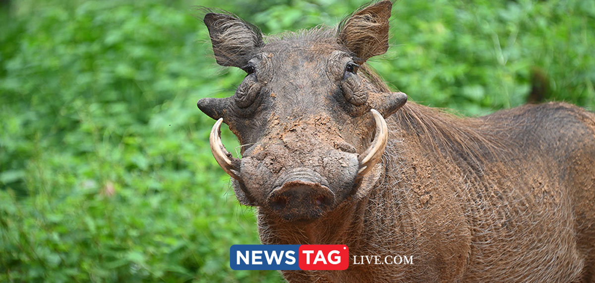 government order to shoot wild boars in Kerala