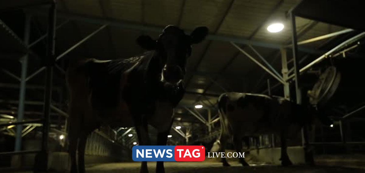 police searching 6 feet man who sexually assault cows in a farm