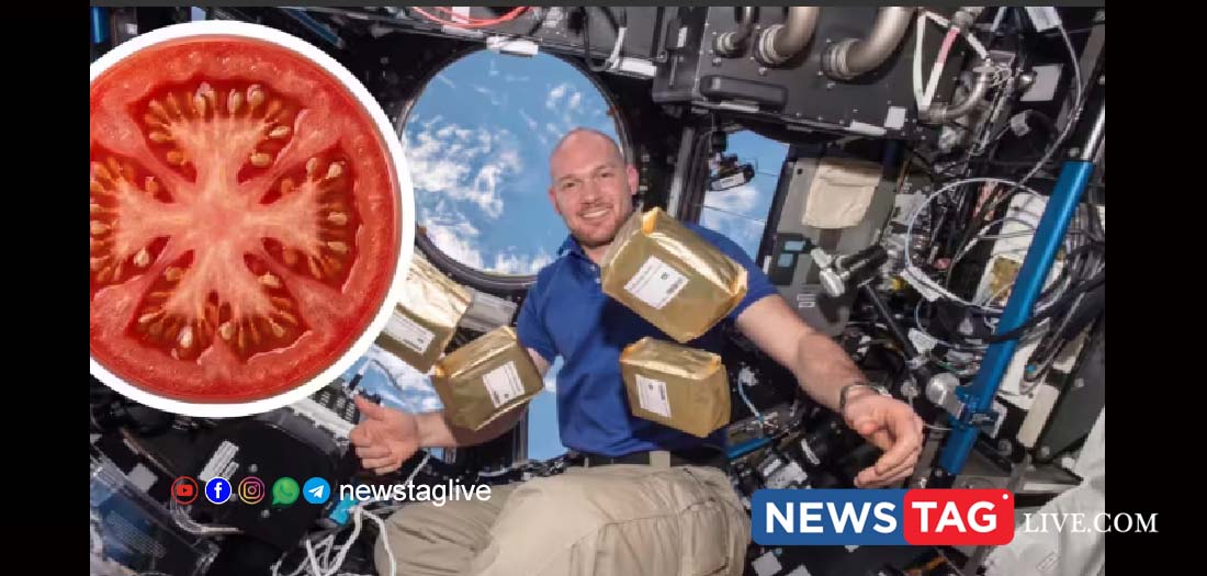 NASA Tomato Seeds Space Experiment LDEF