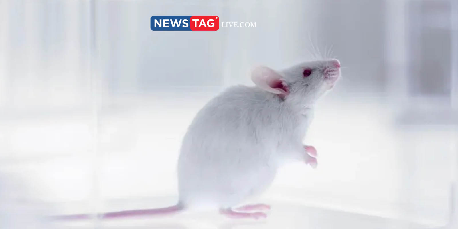 Part-human part-mouse brain developed by scientists
