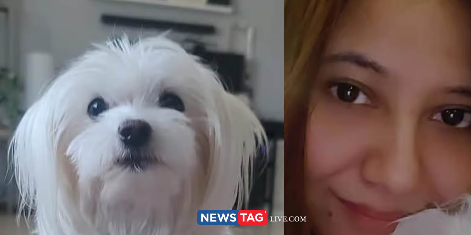 owner offers 8 lakh rupees as reward to find her missing dog Chikku