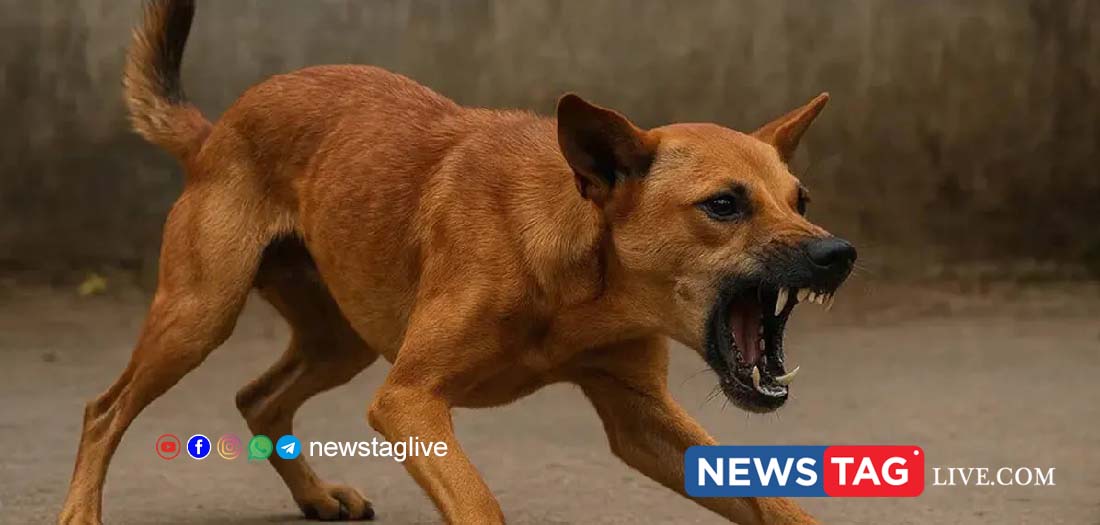 Alappuzha Stray Dog Attack 88 Year Old Woman