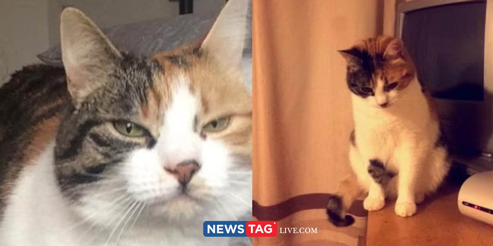 Cat went missing for 10 years returns back home